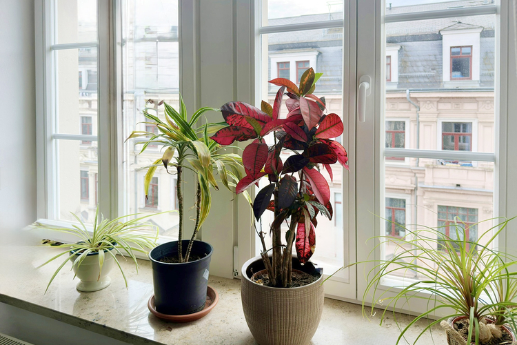 Blick Fenster