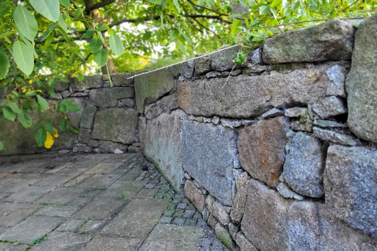 Detail Trockenmauer mit Nußbaum